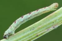 Eupithecia satyrata - Пяденица цветочная васильковая