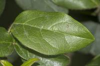 Viburnum tinus - Калина лавролистная