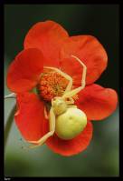 Misumena vatia - Crab Spider