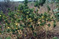 Solanum linnaeanum - Паслён Линнея
