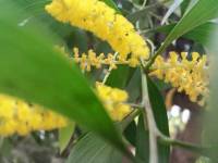 Acacia auriculiformis - Акация ушковидная