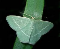 Chlorissa viridata - Пяденица угловатая зелёная