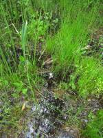 Equisetum palustre - Хвощ болотный