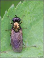 A Soldier Fly