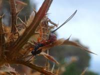 Hymenoptera - Перепончатокрылые (пчелы, осы, муравьи...)