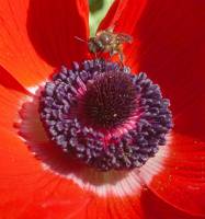 Anemone coronaria - Ветреница корончатая