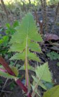 Sonchus oleraceus - Осот огородный