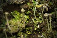 Cladonia deformis - Кладония бесформенная