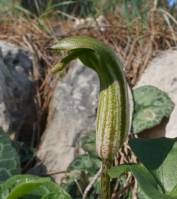Arisarum vulgare - Аризарум обыкновенный
