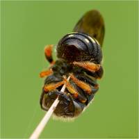 Megachilidae - Мегахилиды