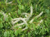 Prunus ssiori - Черёмуха Сьори, Черёмуха айнская