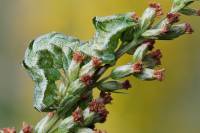 Melanchra persicariae - Совка садовая черноватая