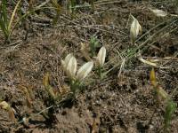 Astragalus ucrainicus - Астрагал украинский