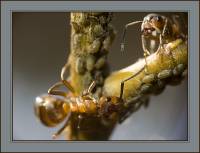 Formicidae - Муравьи