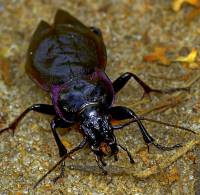 Carabidae unidentified