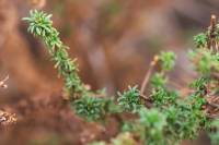 Artemisia monosperma - Полынь односемянная