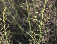Scrophularia xanthoglossa - Норичник жёлтоязычковый