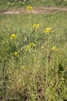 Brassica campestris - Капуста полевая