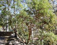 Arbutus andrachne - Земляничное дерево красное, Земляничное дерево греческое