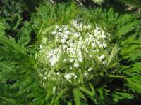 Pleurospermum uralense - Ребросемянник уральский