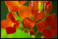 Crassulaceae - Толстянковые