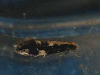 Agnathosia mendicella