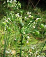 Allium tuberosum - Лук душистый