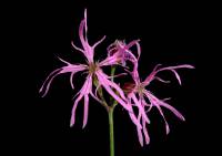 Lychnis flos-cuculi - Кукушкин цвет обыкновенный