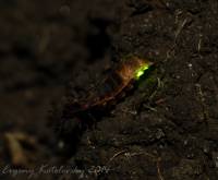 Светляк обыкновенный (Lampyris noctiluca)