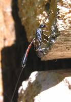Gasteruptiidae - Эваноидные наездники (Гастерупцииды, Гастерупциониды)