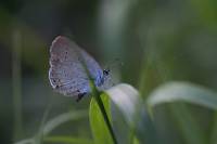 Cupido argiades - Голубянка короткохвостая, или Короткохвостка Аргиад