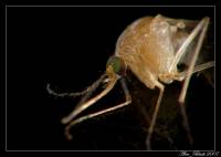 Culicidae - Комары настоящие