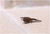 Bombyliidae - Жужжалы