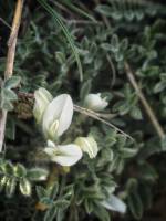 Astragalus rupifragus - Астрагал камнеломный