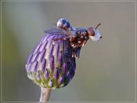 Conopidae - Большеголовки