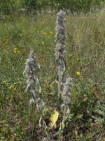 Stachys germanica subsp. germanica
