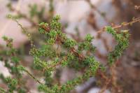 Artemisia monosperma - Полынь односемянная