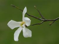Magnolia kobus - Магнолия кобус