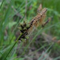 Carex montana - Осока горная