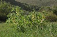Astragalus sieversianus - Астрагал Сиверса