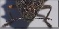 Buprestidae - Златки