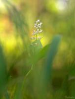 Maianthemum bifolium - Майник двулистный
