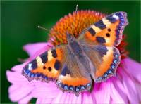 Бабочка демонстрирует свой чешуйчатый наряд