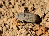 Opatrum sabulosum - Медляк песчаный