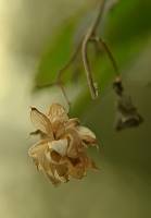 Humulus lupulus - Хмель обыкновенный, или вьющийся