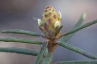 Rhododendron tomentosum - Багульник болотный