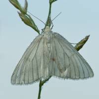 Siona lineata - Пяденица линейчатая (белая)