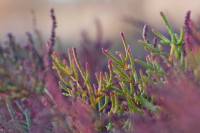 Salicornia perennans - Солерос солончаковый