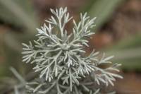Artemisia - Полынь