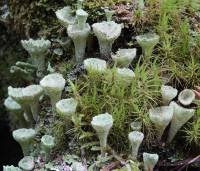 Кладония бахромчатая Cladonia fimbriata
